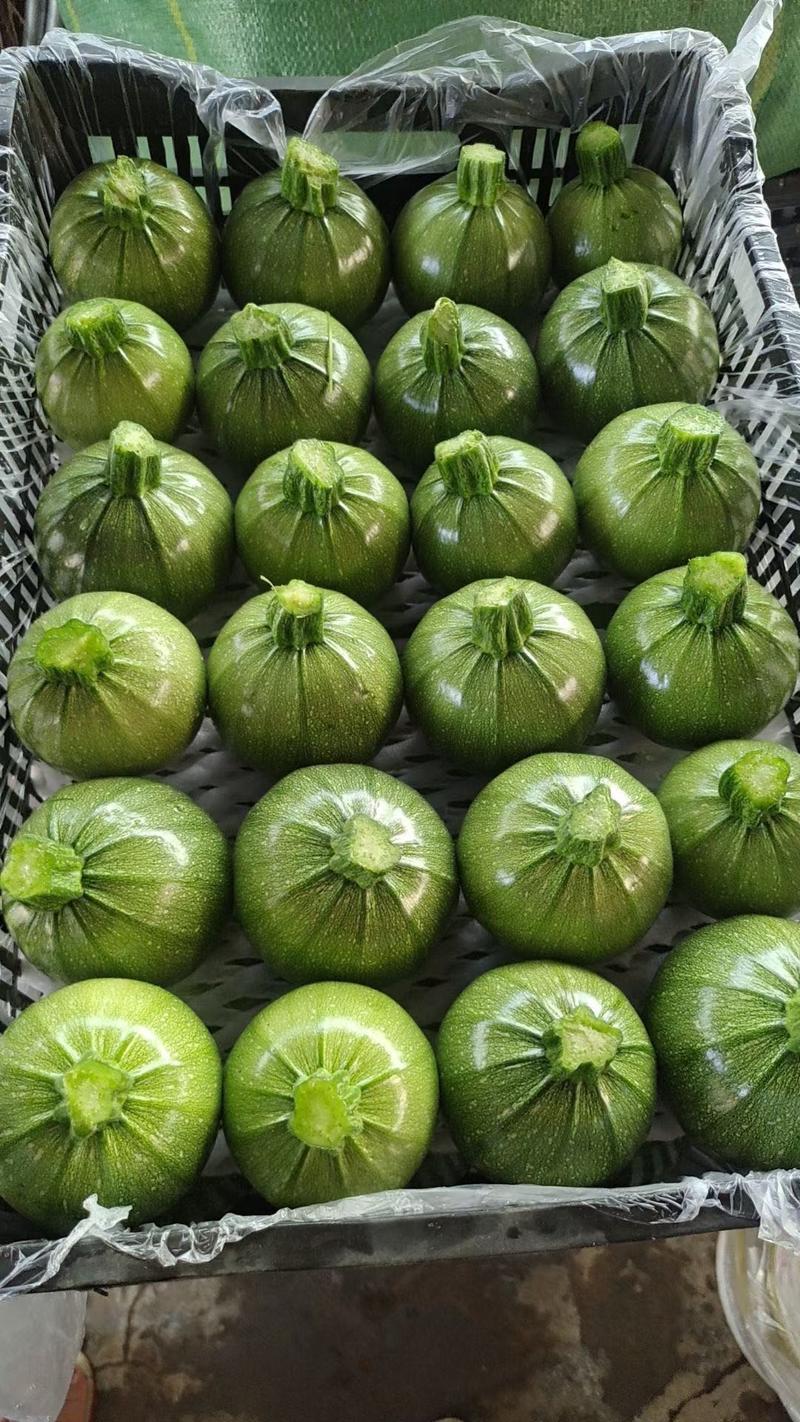 绿元宝圆西葫芦种子，细腻脆甜，油绿有光泽，座果率高膨瓜快