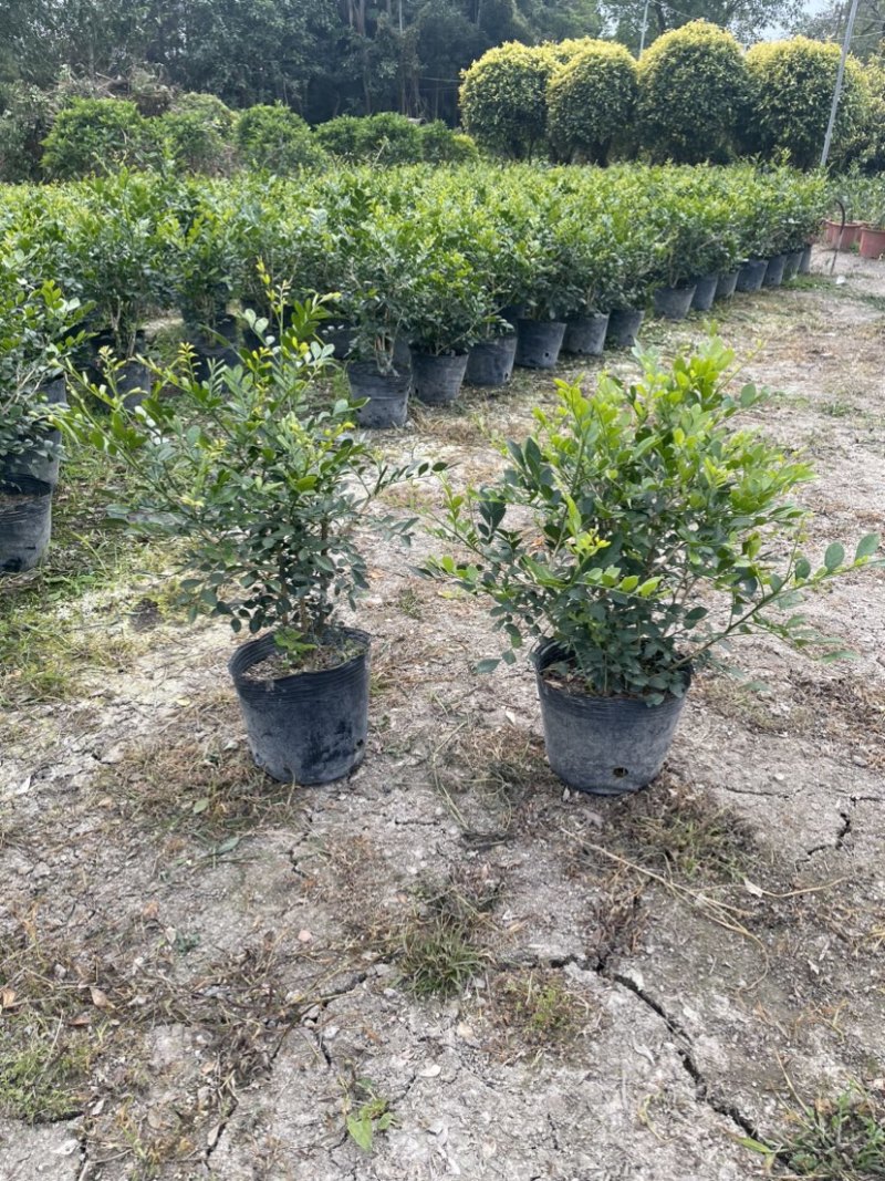 九里香小杯中杯盆栽基地直销质量优质欢迎老板来电咨询