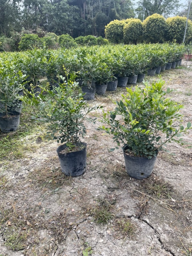 九里香小杯中杯盆栽基地直销质量优质欢迎老板来电咨询