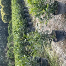 九里香小杯中杯盆栽基地直销质量优质欢迎老板来电咨询
