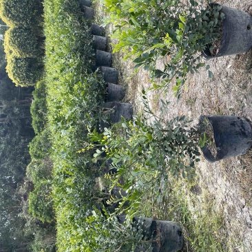 九里香小杯中杯盆栽基地直销质量优质欢迎老板来电咨询