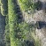 九里香小杯中杯盆栽基地直销质量优质欢迎老板来电咨询