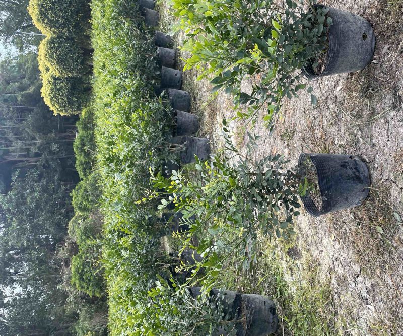 九里香小杯中杯盆栽基地直销质量优质欢迎老板来电咨询