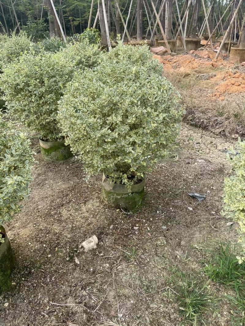银姬小腊球基地直销规格各种质量优欢迎老板来电洽谈