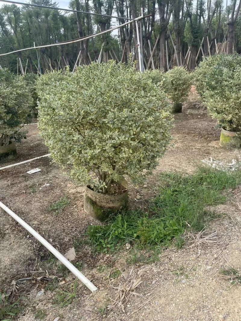 银姬小腊球基地直销规格各种质量优欢迎老板来电洽谈