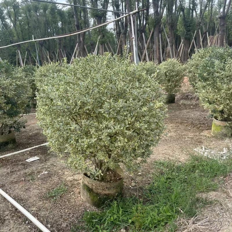 银姬小腊球基地直销规格各种质量优欢迎老板来电洽谈