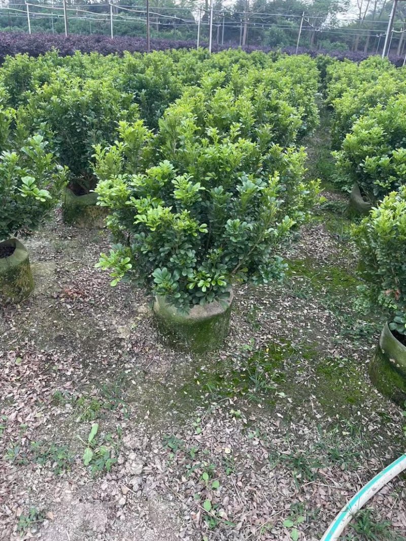 米兰球基地直销规格各种质量优欢迎老板来电咨询合作