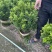 米兰球基地直销规格各种质量优欢迎老板来电咨询合作