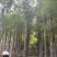 香樟