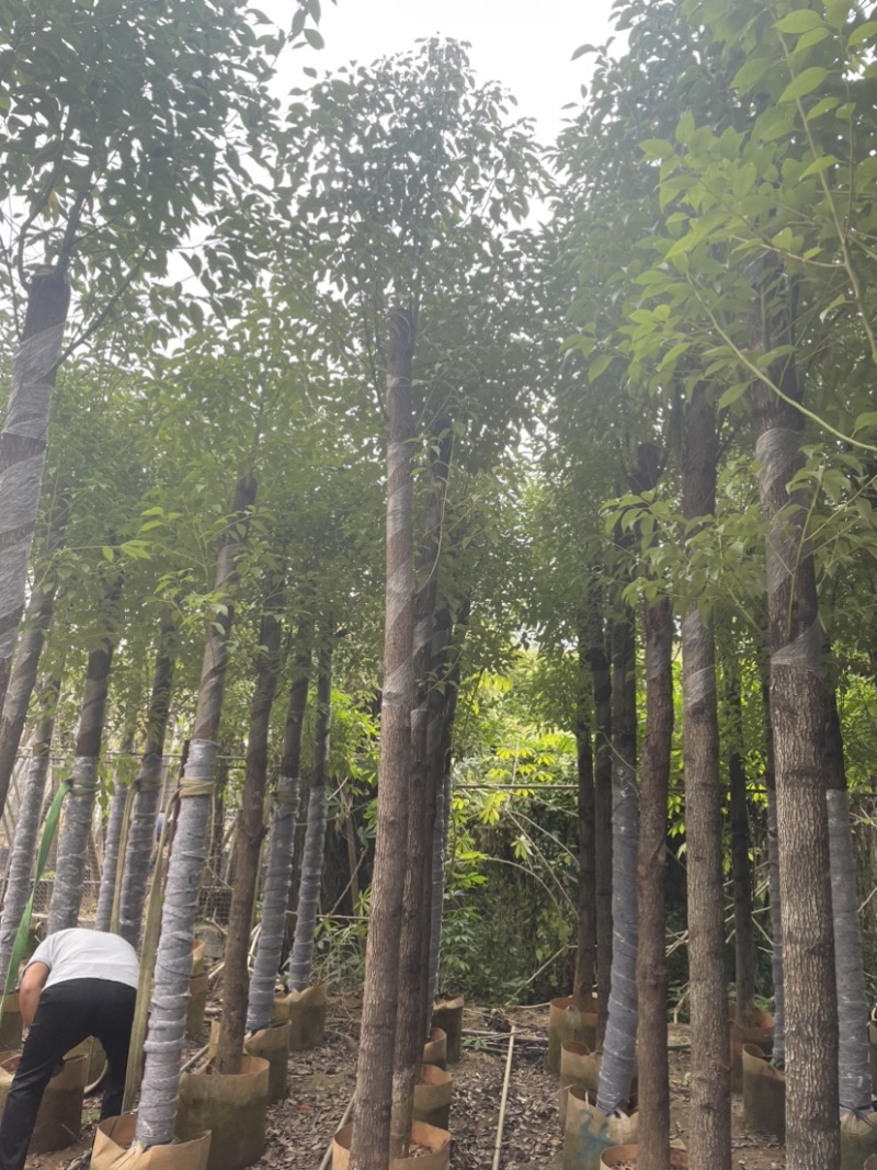 香樟