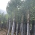 香樟