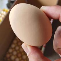 湖北粉鸡蛋大量供应，厂家直发量大从优，各种规格可