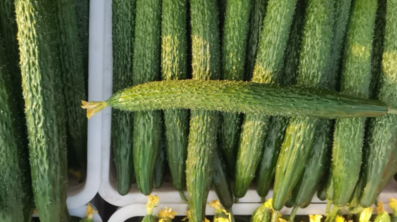 【精品密刺黄瓜】河南夏邑产区直发，货源足价格随行就市