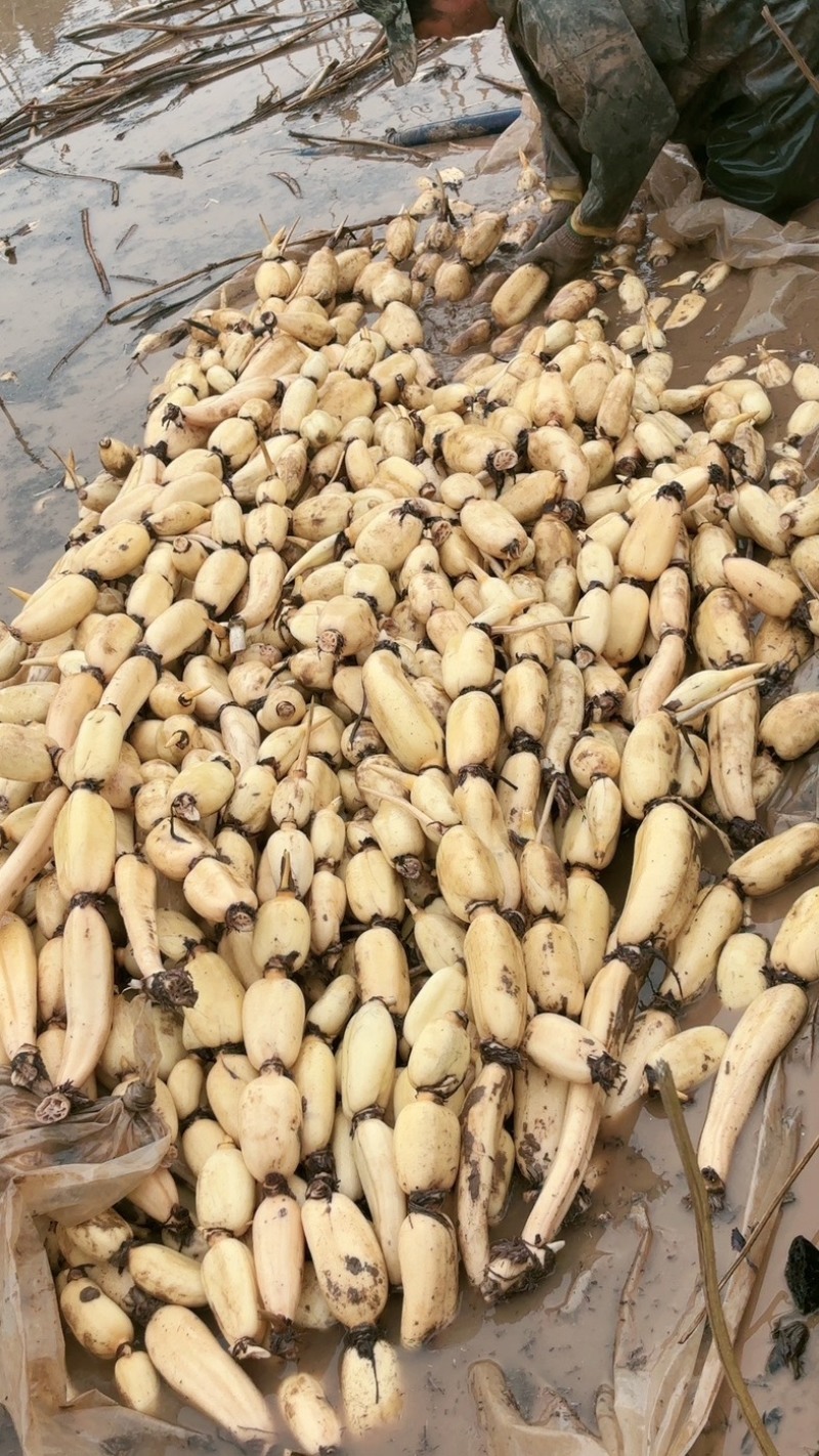 头年精品六号颜色好心子白2345的条子