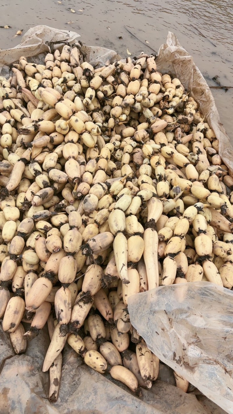 头年精品六号颜色好心子白2345的条子