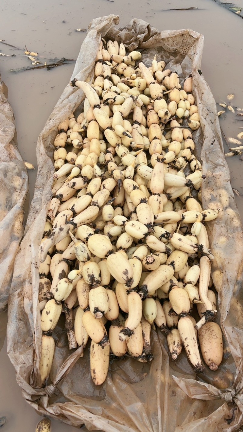 头年精品六号颜色好心子白2345的条子