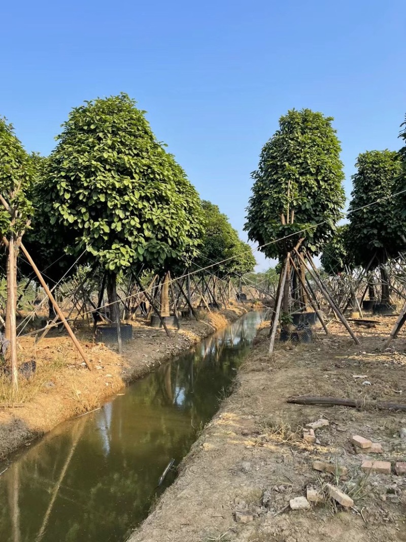 萍婆基地直销规格齐全欢迎老板前来咨询合作