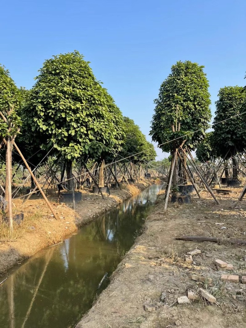 萍婆基地直销规格齐全欢迎老板前来咨询合作