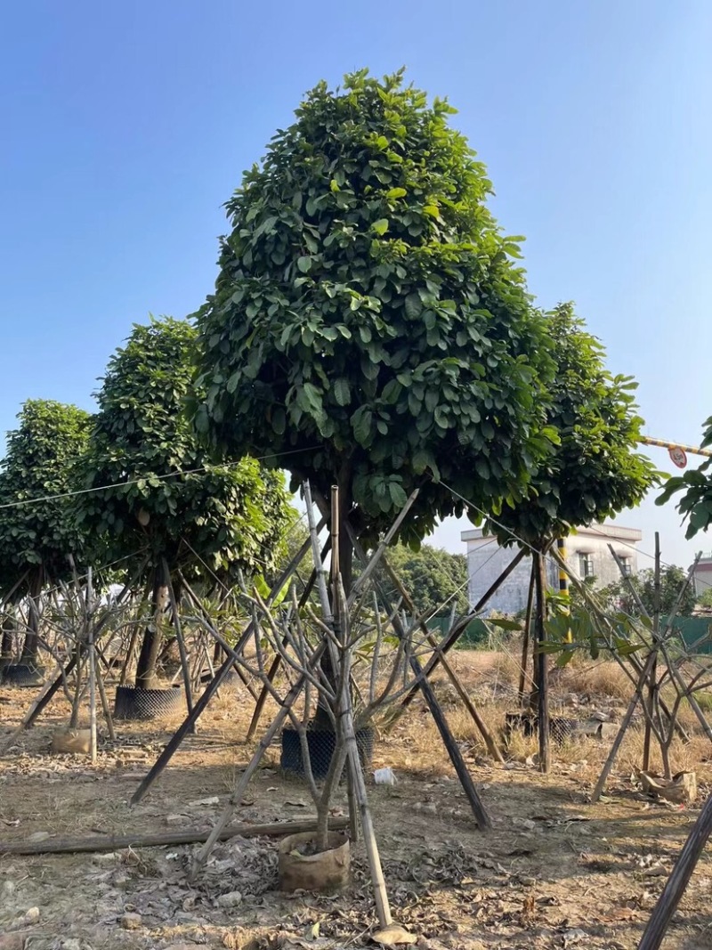 萍婆基地直销规格齐全欢迎老板前来咨询合作