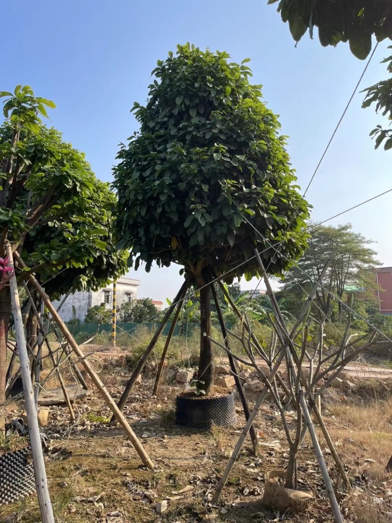 萍婆基地直销规格齐全欢迎老板前来咨询合作