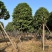 萍婆基地直销规格齐全欢迎老板前来咨询合作