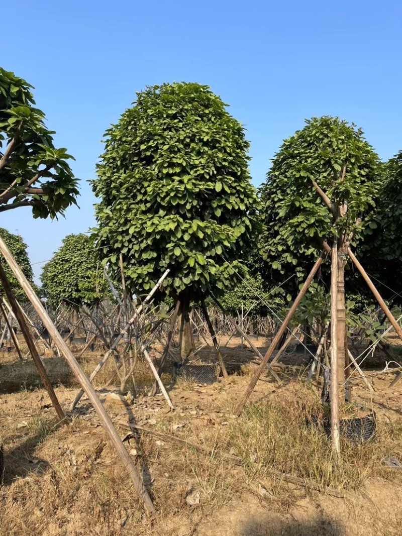 萍婆基地直销规格齐全欢迎老板前来咨询合作