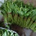 青岩古辣菜苔