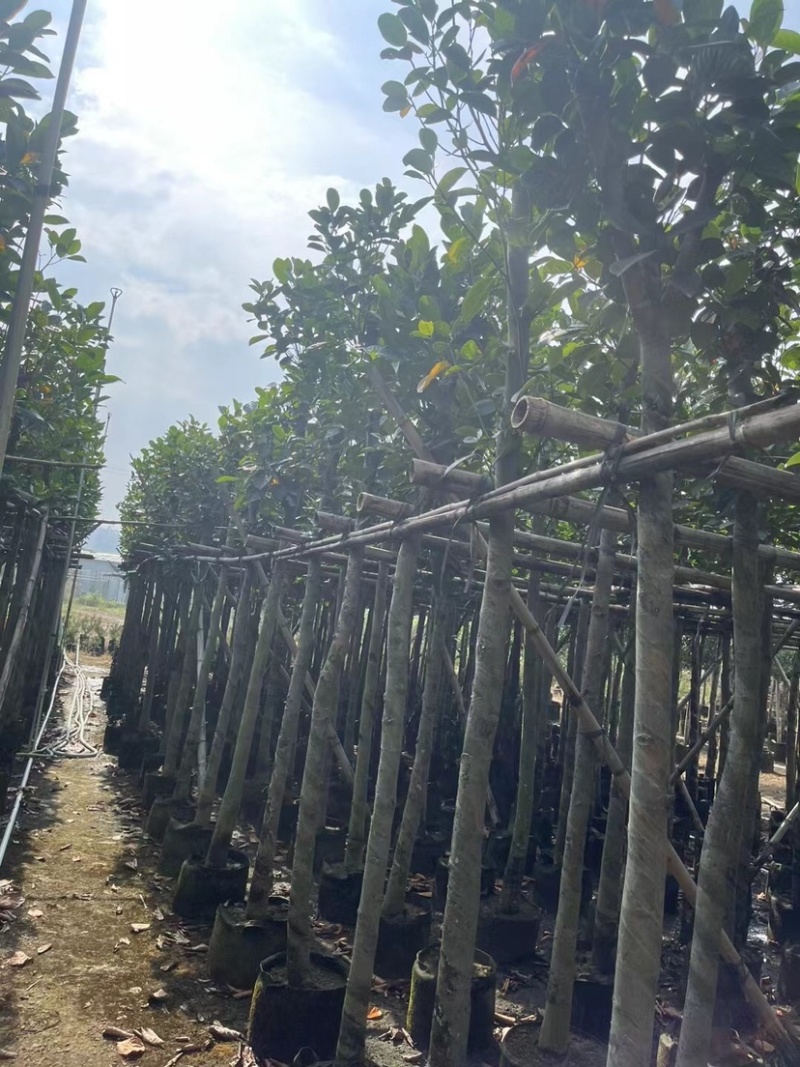 菠萝蜜基地直销规格齐全欢迎老板来电咨询合作