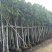 菠萝蜜基地直销规格齐全欢迎老板来电咨询合作