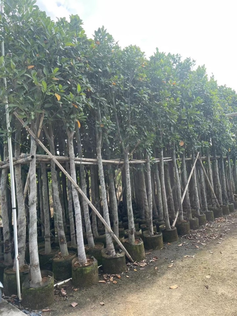 菠萝蜜基地直销规格齐全欢迎老板来电咨询合作