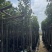 菠萝蜜基地直销规格齐全欢迎老板来电咨询合作
