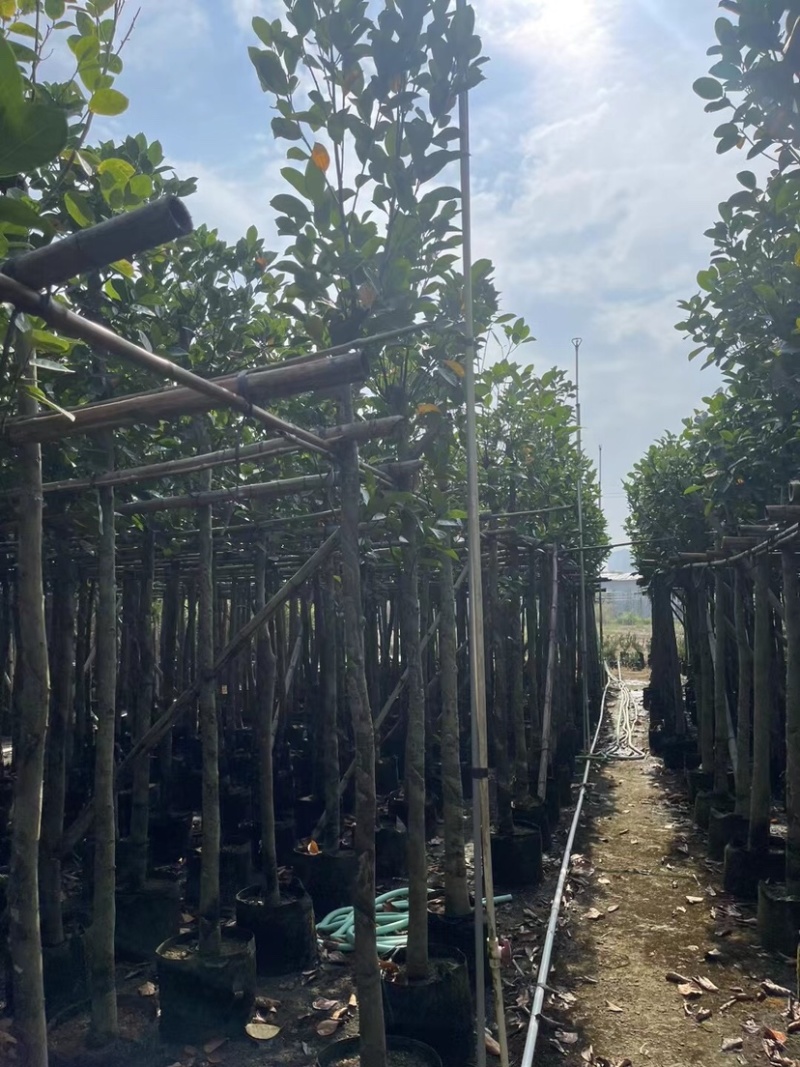 菠萝蜜基地直销规格齐全欢迎老板来电咨询合作