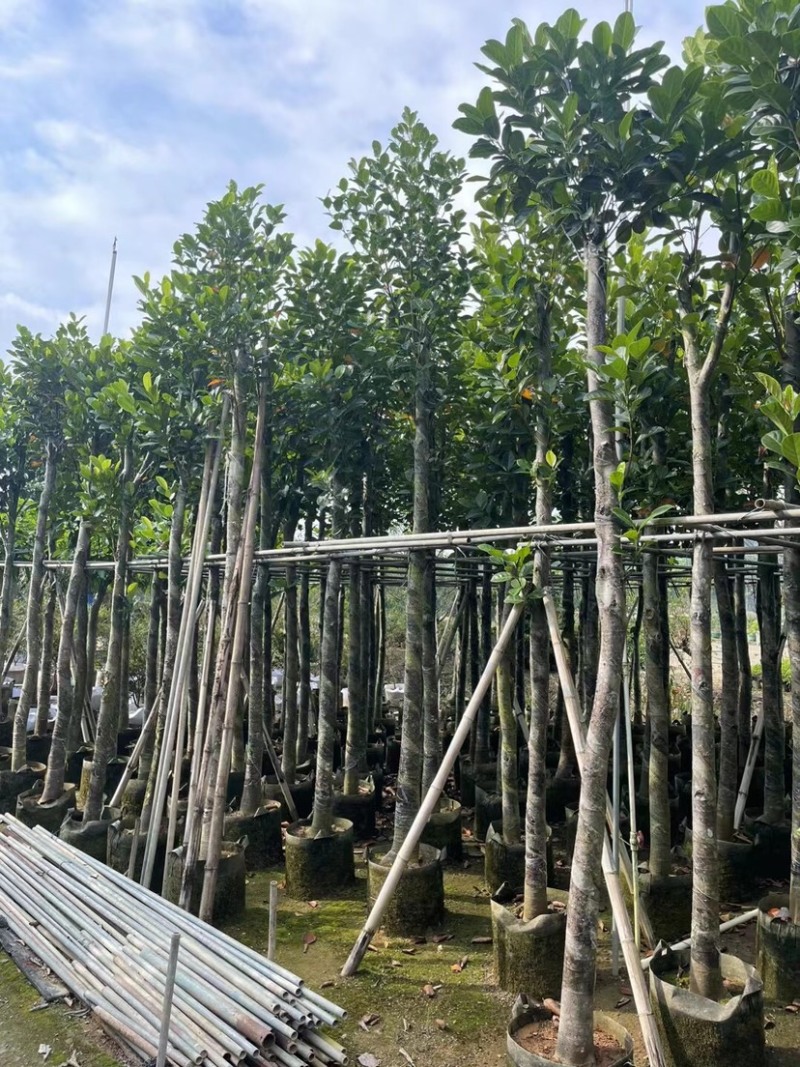 菠萝蜜基地直销规格齐全欢迎老板来电咨询合作