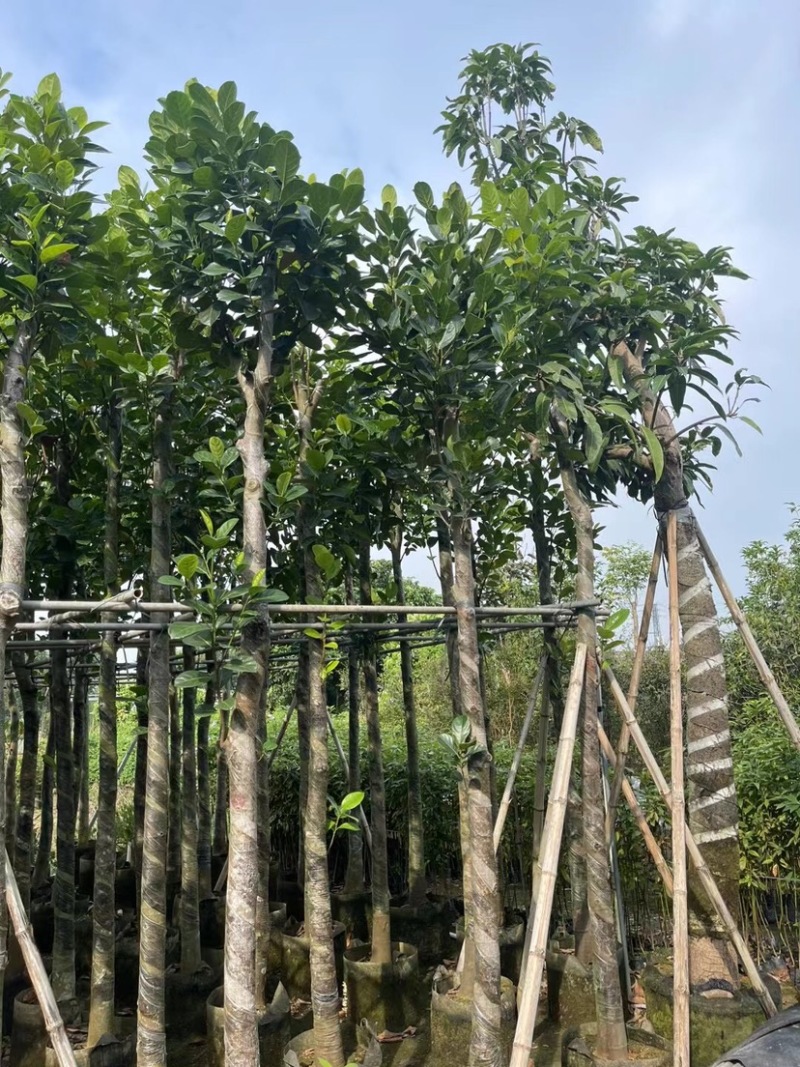 菠萝蜜基地直销规格齐全欢迎老板来电咨询合作