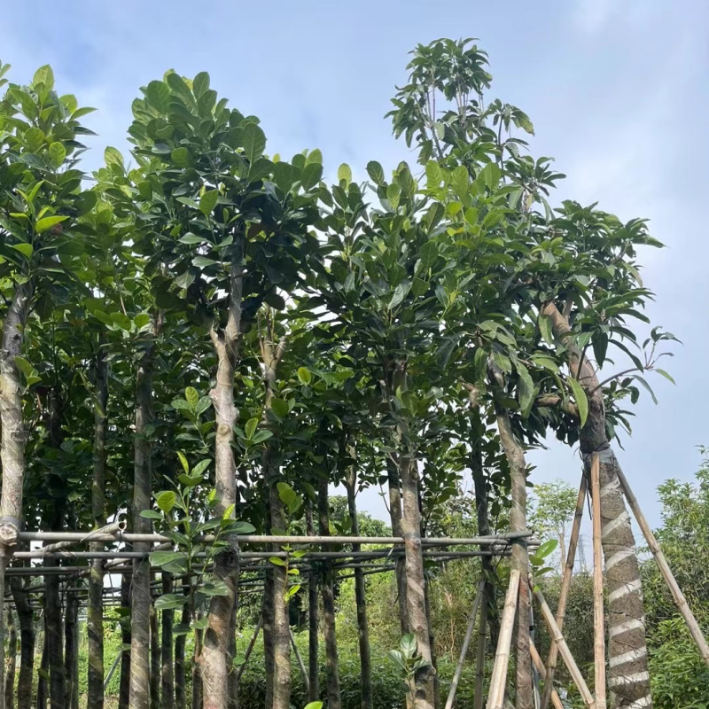 菠萝蜜基地直销规格齐全欢迎老板来电咨询合作