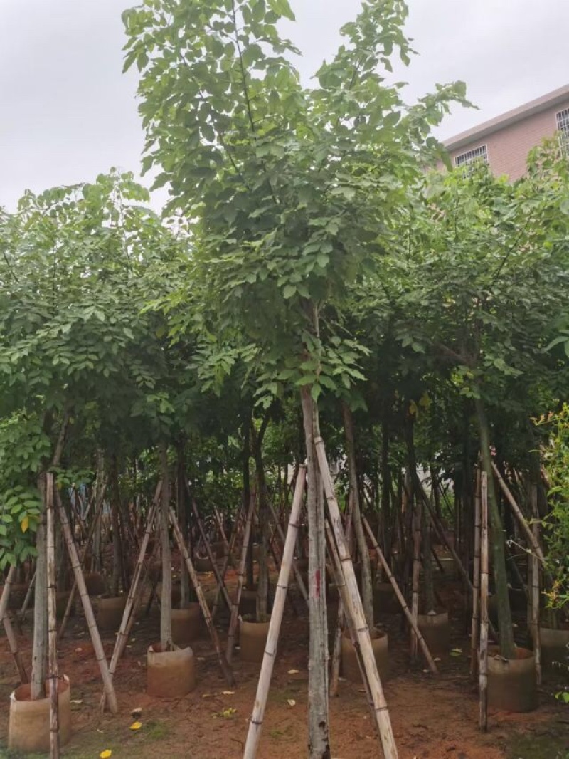 骨架/全冠腊肠树基地直销规格齐全欢迎老板来电咨询合作