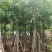 骨架/全冠腊肠树基地直销规格齐全欢迎老板来电咨询合作