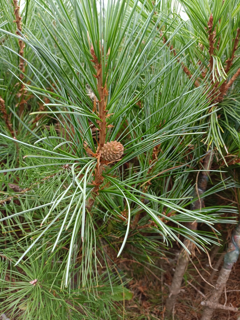 红松嫁接红松杯苗及纯红松杯苗，苗高30cm-80cm