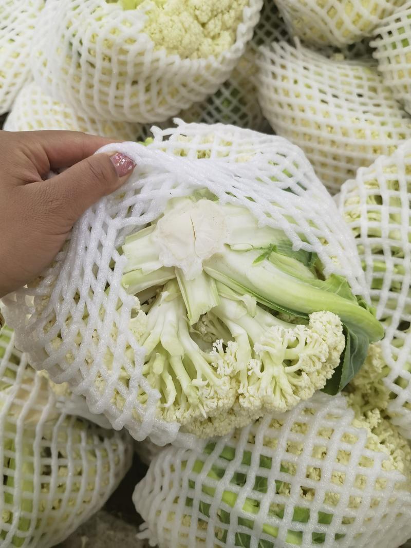 云南露天平脚白花菜大量上市，可对接档口，商超电商团购社区