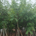 骨架/全冠腊肠树基地直销规格齐全欢迎老板来电咨询合作
