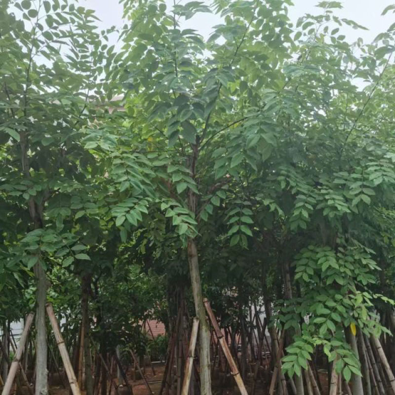 骨架/全冠腊肠树基地直销规格齐全欢迎老板来电咨询合作