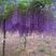 紫藤紫藤植物庭院围墙多花盆栽紫藤，绿植花卉紫藤