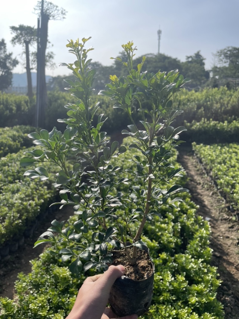 米仔兰小杯中杯盆栽基地直销质量优质欢迎老板来电咨询