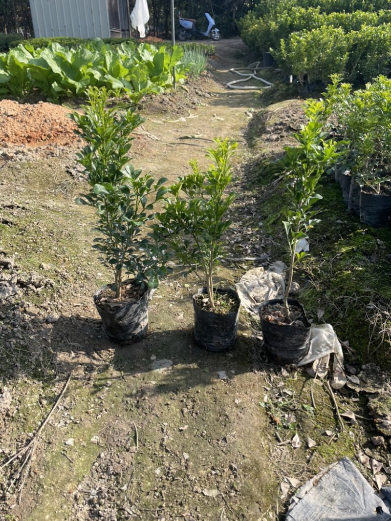 米仔兰小杯中杯盆栽基地直销质量优质欢迎老板来电咨询