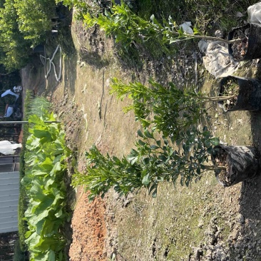 米仔兰小杯中杯盆栽基地直销质量优质欢迎老板来电咨询