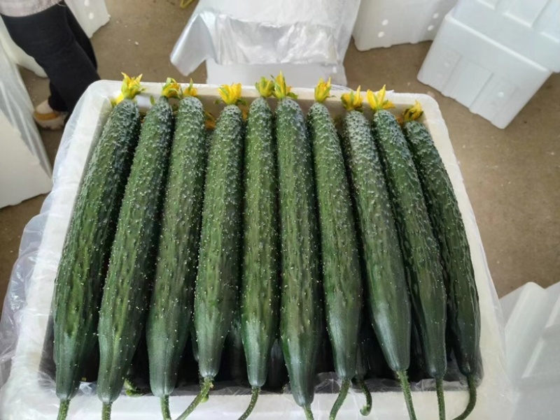 【夏邑密刺黄瓜】河南夏邑产区大量上市，欢迎来电洽谈订购