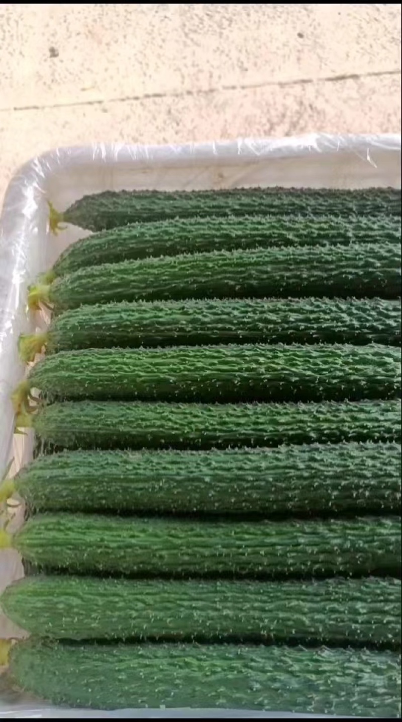 【夏邑密刺黄瓜】河南夏邑产区大量上市，欢迎来电洽谈订购