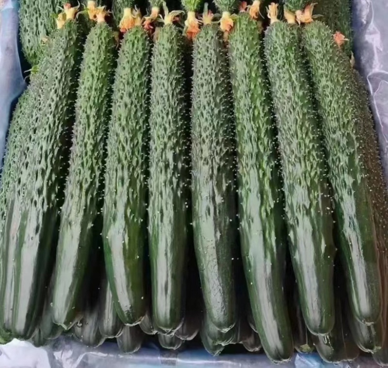 【夏邑密刺黄瓜】河南夏邑产区大量上市，欢迎来电洽谈订购