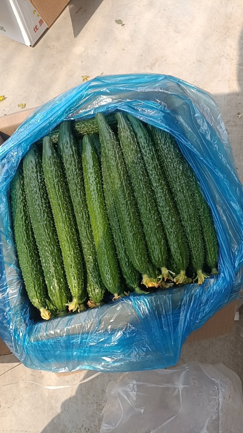 【夏邑密刺黄瓜】河南夏邑产区大量上市，欢迎来电洽谈订购