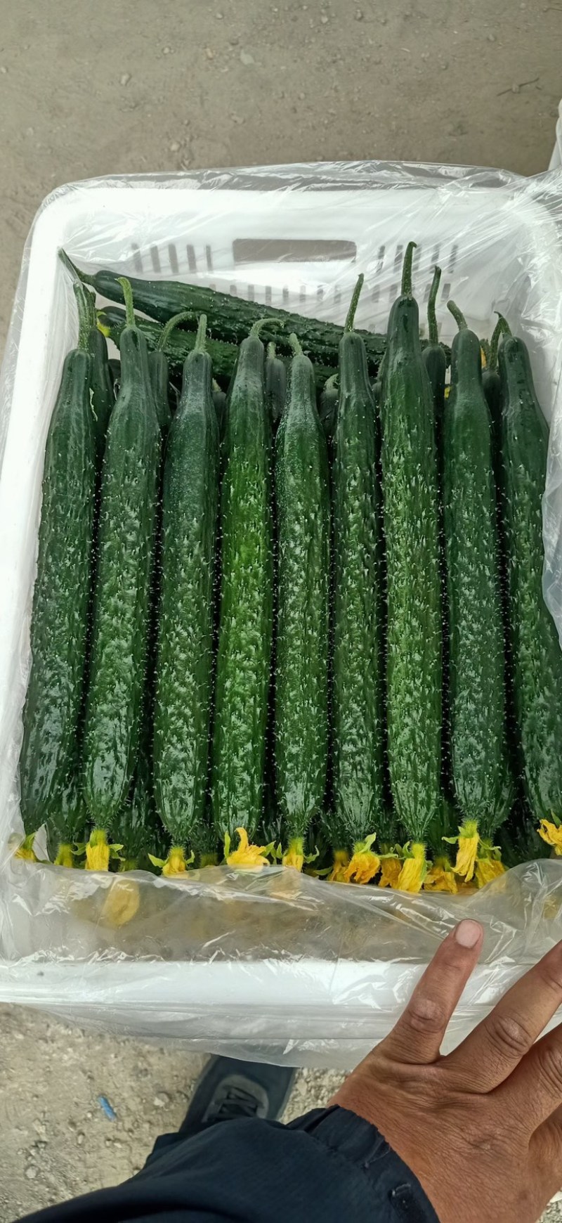 【夏邑密刺黄瓜】河南夏邑产区大量上市，欢迎来电洽谈订购